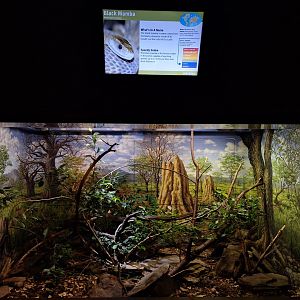 Black Mamba enclosure