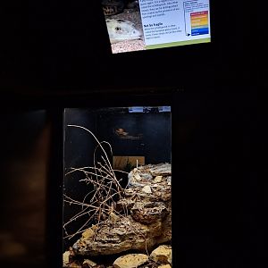 Scheltopusik enclosure