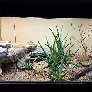 Small terrarium example (Tamaulipan rock rattlesnake enclosure)