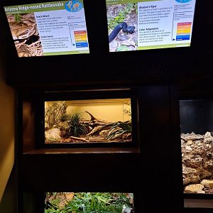 Nikolsky's meadow viper and Arizona ridge nosed rattlesnake enclosures