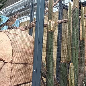 Greater Roadrunner on top of  Milk Snake Habitat/ Predator Prey set up
