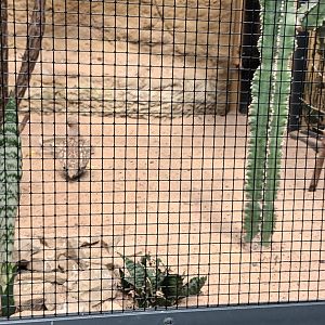 Black bellied Sandgrouse