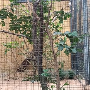 African Pygmy Falcon Aviary