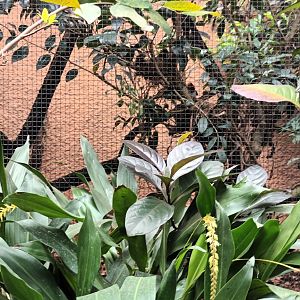 King Bird of Paradise Aviary