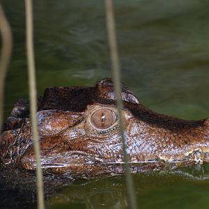 Cuvier's caiman