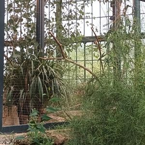 Scarlet chested Parrot and Australian Finches Aviary