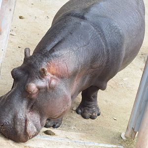 Common hippopotamus