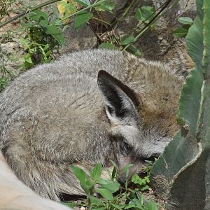 Bat-eared fox