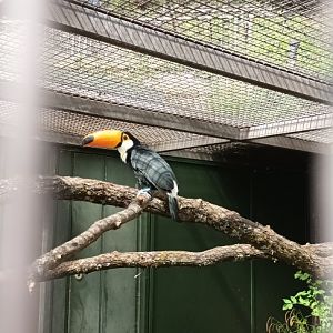 Toco Toucan