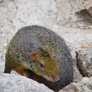 Azara's agouti