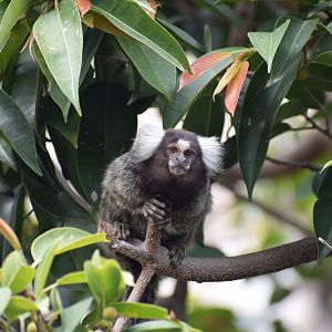 Common marmoset