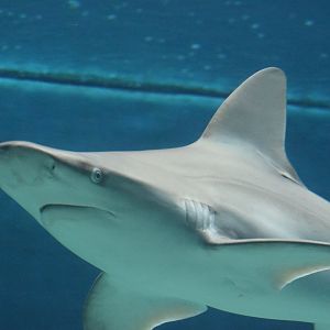 Sandbar shark