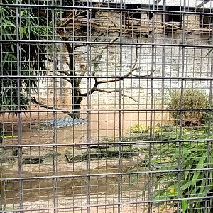 Northern bald Ibis, Masked Lapwing and Marbled Teal Aviary