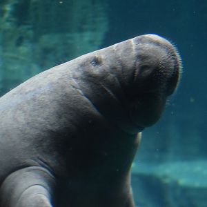 Antillean manatee
