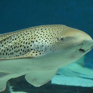 Zebra shark