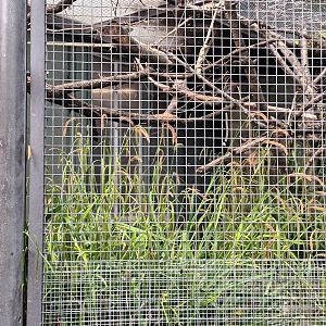 Example of Parrot Aviary