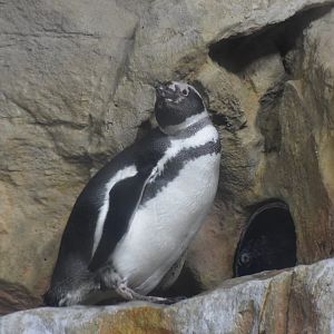 Magellanic penguin