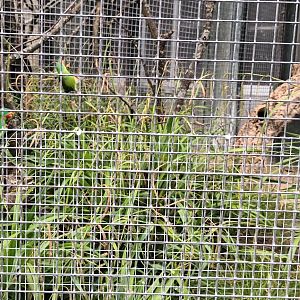 Swift Parrot Aviary