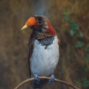 King bird-of-paradise