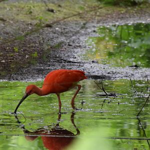 Scarlet ibis