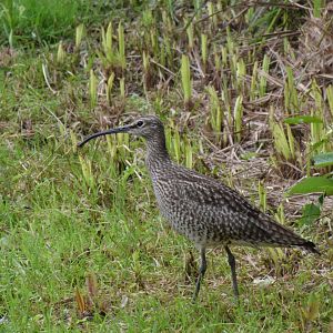 Eurasian whimbrel