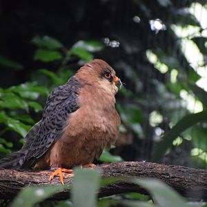 Red-footed falcon