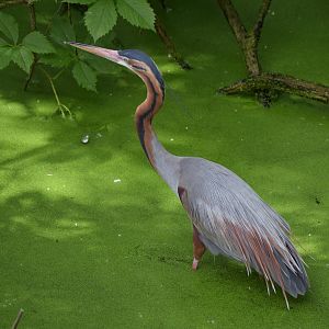 Purple heron