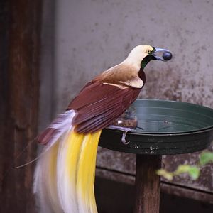 Lesser bird-of-paradise