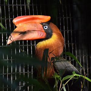 Rufous hornbill
