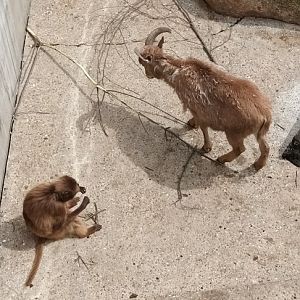 Gelada Baboons and Aoudad