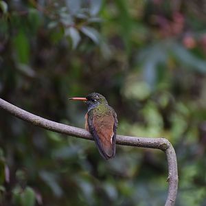 Amazilia hummingbird