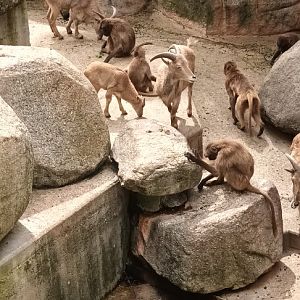Gelada Baboons and Aoudads