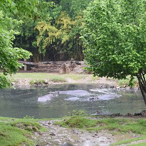 Common hippopotamus exhibit