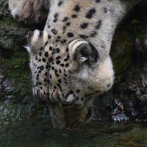 Snow leopard