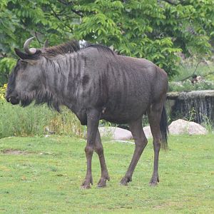 Blue wildebeest