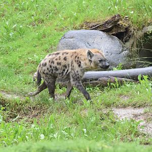 Spotted hyena