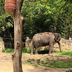 Asian Elephant