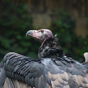 Red-headed vulture