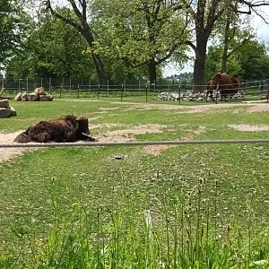 Bactrian Camel and Domestic Yak Enclosure