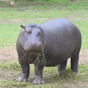Common hippopotamus
