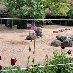 Grevys Zebra and Dorcas Gazelle Enclosure