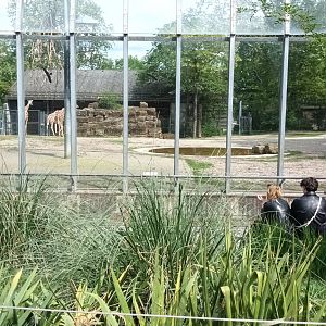 Reticulated Giraffe and Scimitar horned Oryx Enclosure