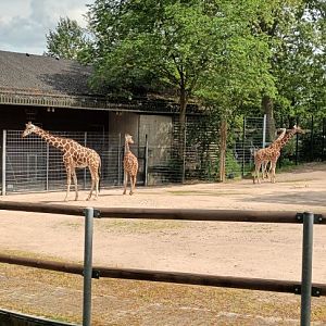 Reticulated Giraffes