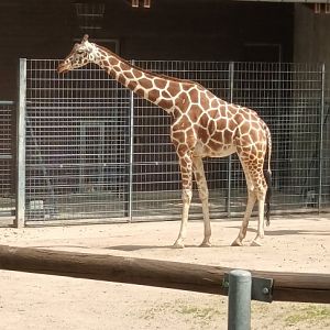 Reticulated Giraffe