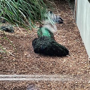White faced whistling Ducks and Congo Peafowls