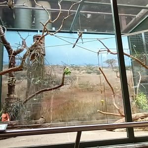 Von der Deckens Hornbill Aviary