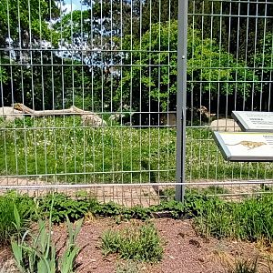 Male Cheetahs Enclosure