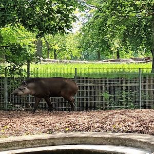 Brazilian Tapir