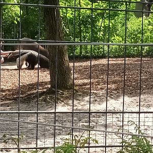 Keeper feeding Brazilian Tapir and Giant Anteater