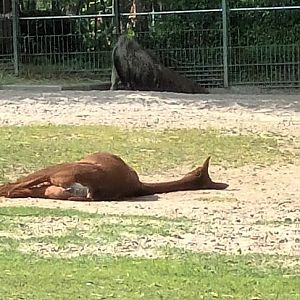 Alpaca and Giant Anteater